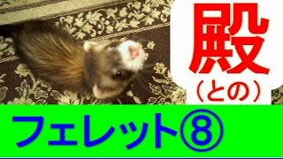 フェレット⑧　殿（との）　ferret