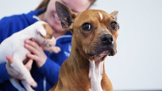 Malnourished mom and pups rescued from a suspected dogfighting case by The Humane Society of the United States 29,320 views 7 days ago 1 minute, 15 seconds