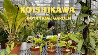 【Vlog】小石川植物園は東京のオアシスだった