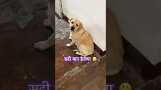 #क्या #चैरी #जी#सही #कह #रही #dogshorts #comedy #labrador #dogshorts #pets #ytshorts #doglove #वायरल