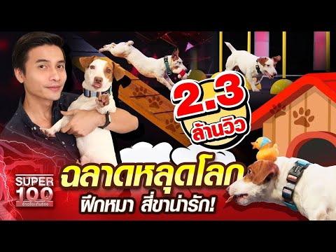 วีดีโอ: สุนัขโชว์ - เรากำลังเติบโตเพื่อชัยชนะ