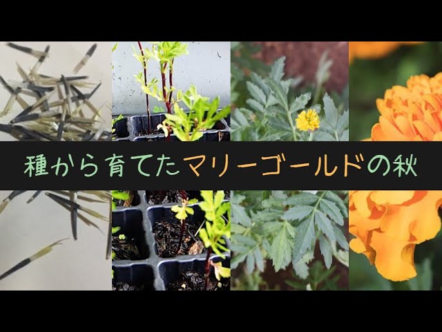 庭の花 種から育てたマリーゴールドの秋 Marigold Youtube