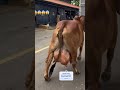 Duvido vocês acertaram quantos litro de leite 😱😳 #pecuarista #fazenda #shortsviral #agro #gado