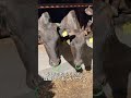 【SNS発信】牛飼いはなにを投稿すればいい?