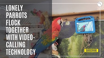 Lonely Parrots Flock Together with Video-Calling Technology