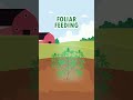 Boost Your Cannabis Health with Foliar Feeding