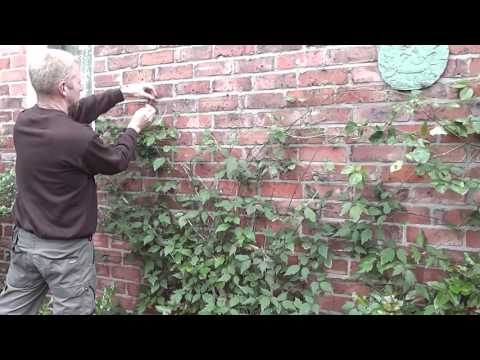 How To Train Clematis on Wires on a Wall.
