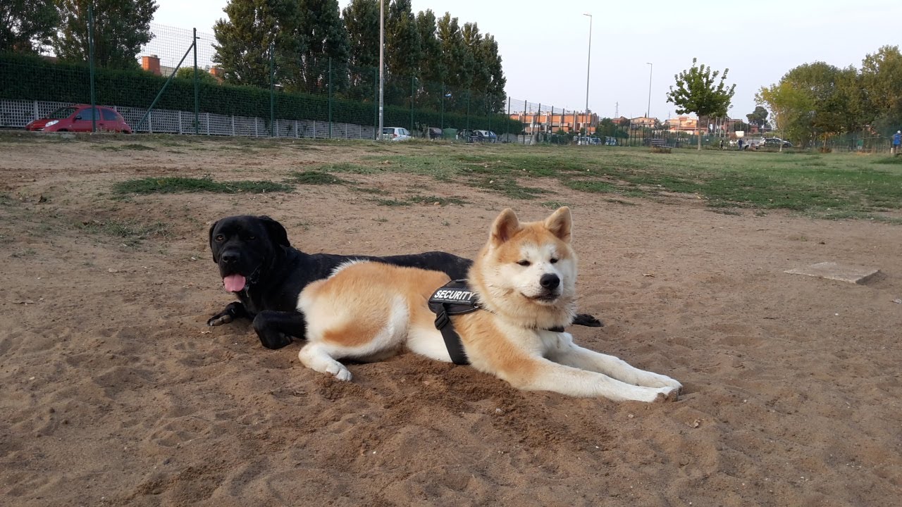 akita cane corso mix