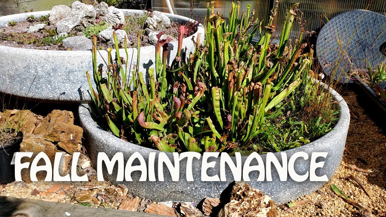 Carnivorous Bog Garden