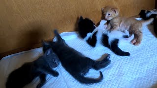 'Are you okay?' Kitten won't wake up even when I call or touch her. 'The sisters bumped, but she … by あいねこ.Aineko 476 views 1 month ago 10 minutes, 10 seconds