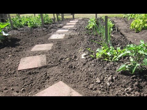 DIY Project Garden Walkway