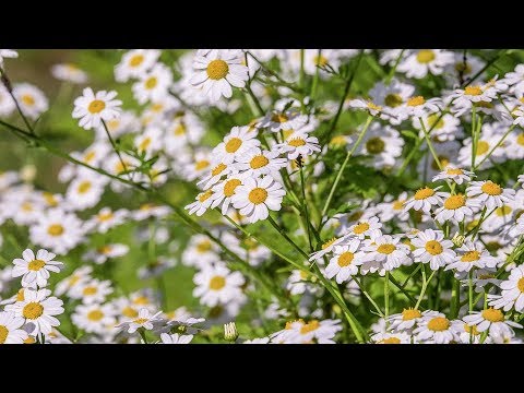 Video: Kamille in containers: tips voor het kweken van kamille in een pot