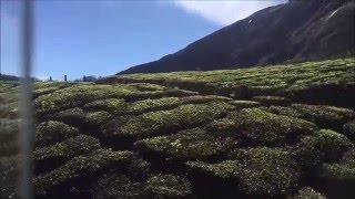 Munnar Tea Gardens, Kerala | Munnar Tea Estate - Munnar Tourism