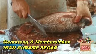 Cara Memotong Ikan Gurame Besar Langsung Dengan Ahlinya