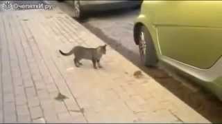 крыса прогоняет кота(Невероятное видео, кот боится крысу. Моя кошка порвала бы ее сразу), 2015-08-22T08:53:49.000Z)