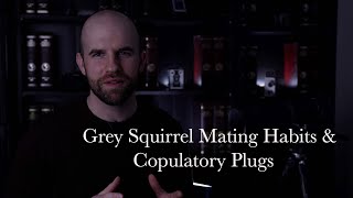 Eastern Grey Squirrel Observation - Mating Habits &amp; Copulatory Plug