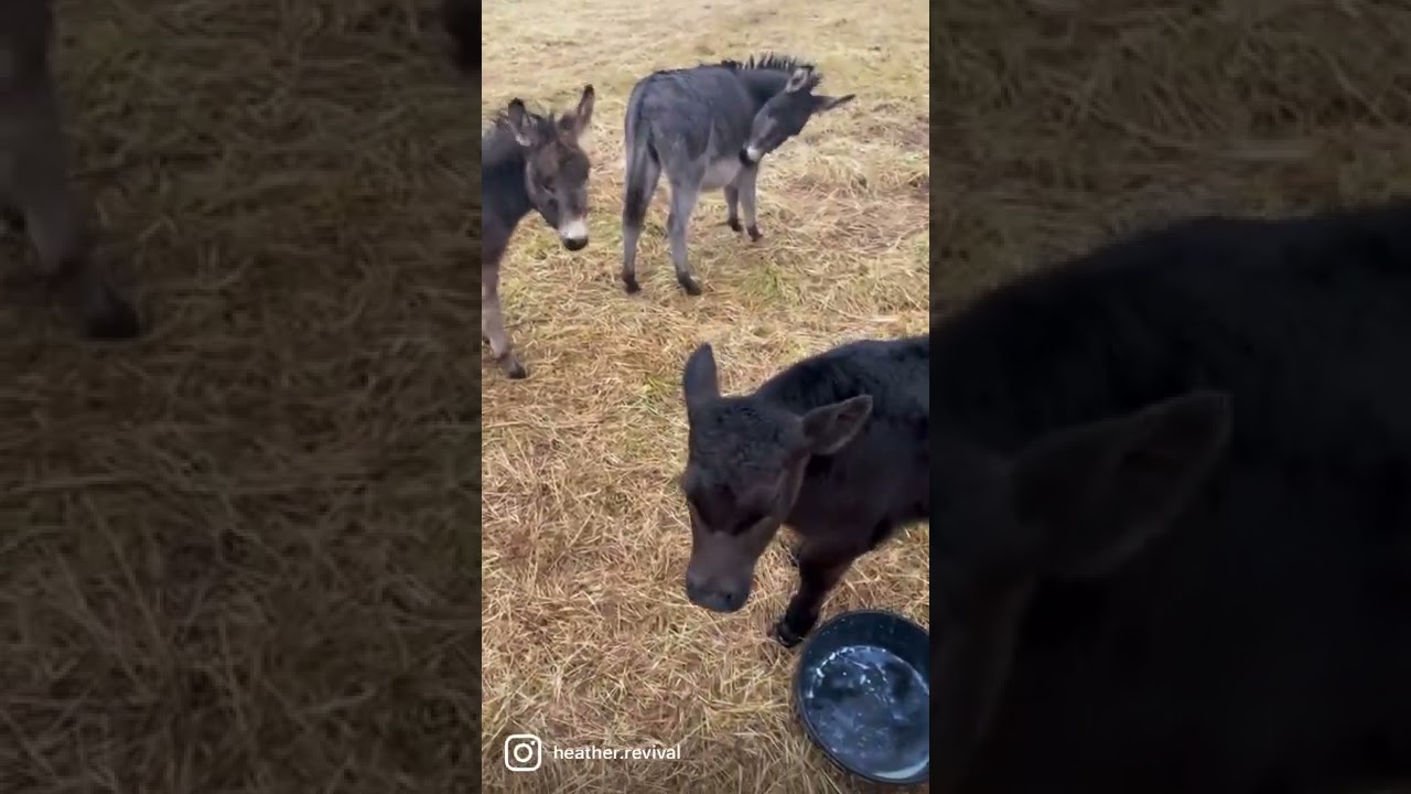 Baby Bull Calf Getting to Know Mini Donkeys