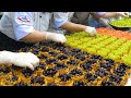 환상적인 조합의 디저트! 바삭달콤상큼한 과일타르트 3종 세트 / Fantastic visual! Cute and sweet fruit tart