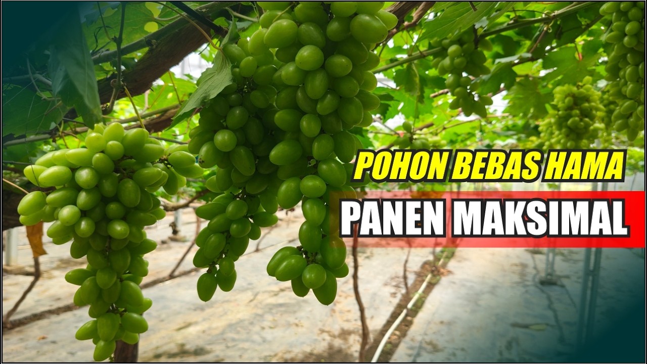 Деревья без вредителей, максимальный урожай фруктов.