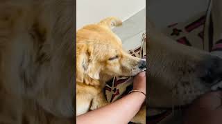 🤣🧿 #animallife #viralvideo #trending #funny #pets #dog #zadoo