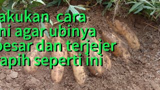 How to care for Cilembu sweet potatoes so that the sweet potatoes are large and dense #Cilembu sw...