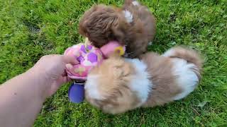 Clementine and Rocky Road's Puppies First Time Outside!  5/20/24