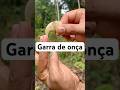 Garra de onça