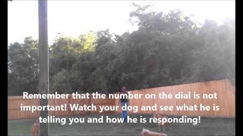 Leo Intro to E-Collar part 2- Take the Lead K9 Training