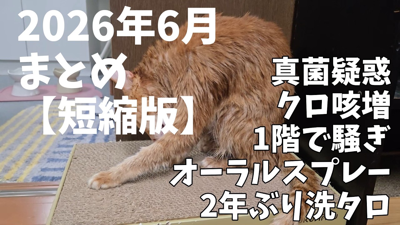 Short Version] 4 Cats Compilation June 2026 - YouTube
