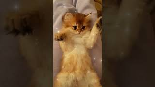 Cute kitten