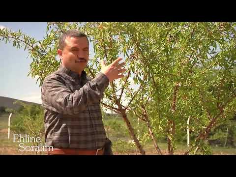 Video: İlkbaharda huş ağacı dikmek. huş bakımı ipuçları