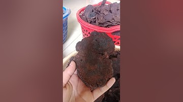 Trưng hà thủ ô đỏ