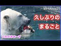 真っ赤なリンゴを頬張るホッキョクグマ【リラ】フーッと警戒する【デナリ】と【ララ】のプールイン Polar Bears Life