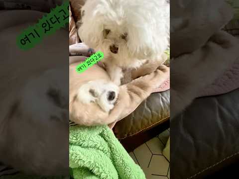 추위 타는 강아지를 위한 찜질주머니 #장남이어딨어