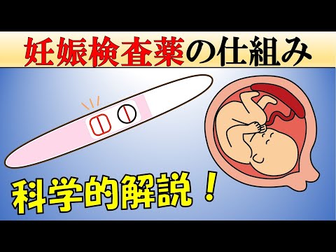 【科学】妊娠検査薬の仕組み
