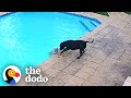Hero Dog Saves His Tiny Best Friend From Drowning | The Dodo