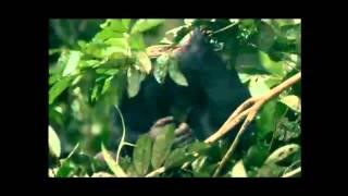 Bonobos sheltering from rain