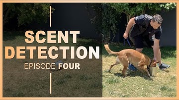 How to Teach Your Dog Scent Detection. Ep 4