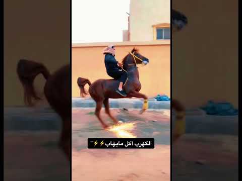 فيديو: 8 مواقع سياحية في وايت هورس