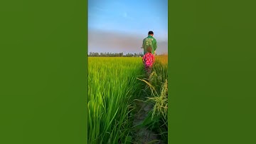 Về quê trồng rau nuôi cá nha anh #shorts