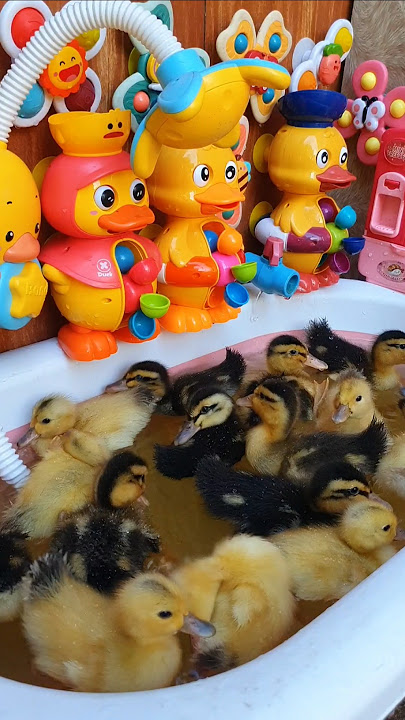 Amazing toys duckling with ducky waterwheel color bath time #duck #short