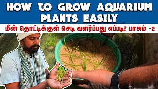 How to grow aquarium plants at home in Tamil | Aquarium plants without co2