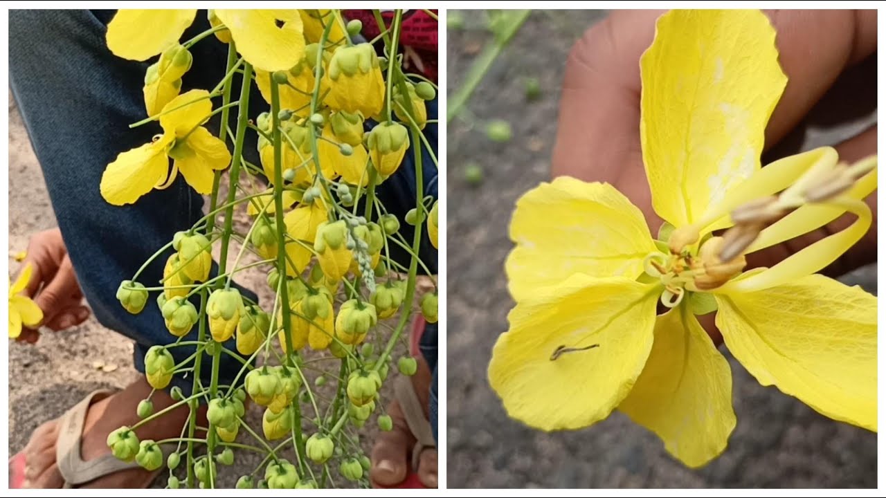 I have found a beautiful jungle flowers, jungle Ka sabese achha fhool