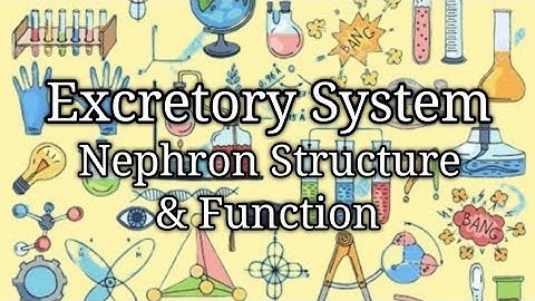 O Level Biology - Excretion (Kidney & Nephron Structure, Ultrafiltration and Renal Reabsorption)