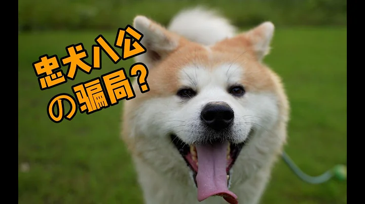 「忠犬八公」騙了我們？揭秘真實的秋田犬！ - 天天要聞