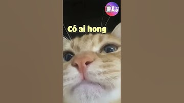 khi loài mèo biết nói tiếng Việt