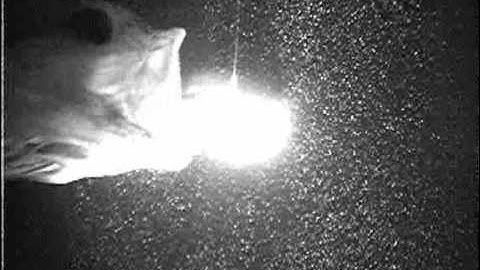 Particle image velocimetry video of suction feeding by a largemouth bass, Micropterus salmoides