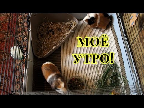 МОЁ УТРО С МОРСКИМИ СВИНКАМИ | УБОРКА, ПИТАНИЕ, ПРОГУЛКИ | PetMania