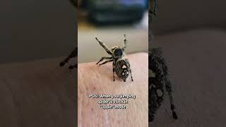 Iris definitely stuck in uppie mode! All this jumping spider wanted was uppies! #jumpingspider