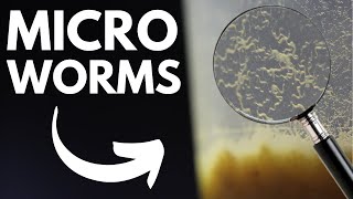 Live Fish Food: How to Make Micro Worm Cultures (Easiest Method)